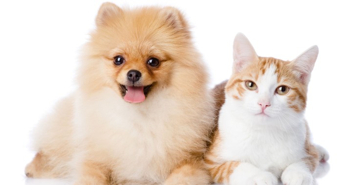 Pets